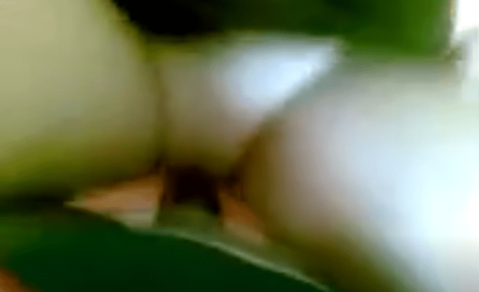 Bokep Ngentot Memek Perawan Siswi Pramuka Toge